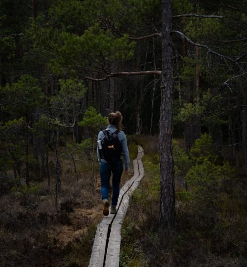 Wooden boardwalk trail through the forest and wetlands in Swedish nature during an InnerTrail Sweden retreat