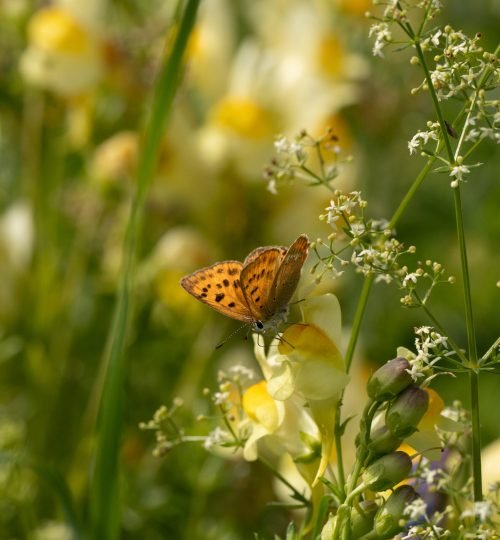 Butterfly on a flower at InnerTrail Sweden