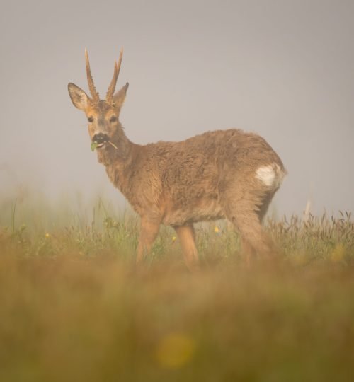 Male deer in the grass during spring at InnerTrail Sweden