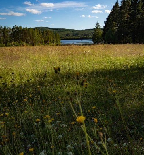 Het uitzicht over het bloemenveld en water bij Friluft Sweden